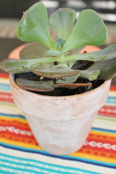 Succulent potted in a terra cotta pot